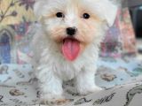 Maltese Yavru (Bursa Köpek Okulu)