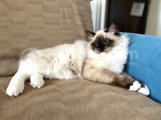 Maviş Ragdoll görsel