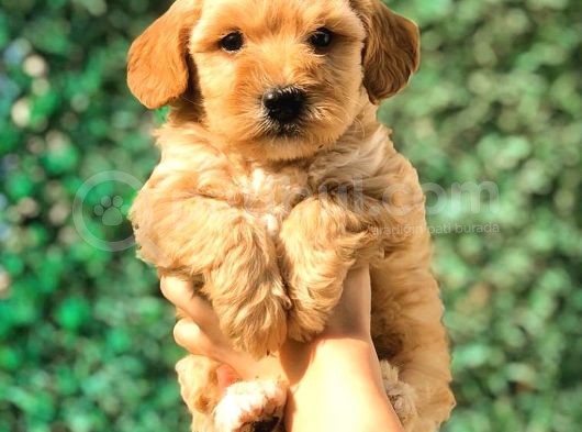 Teacup Malti̇po Yavrumuz görsel