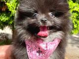 Safkan Sevimli Teddy Bear Pofuduk Tüylü Pomeranian Boo