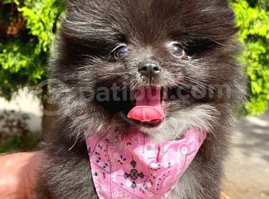 Safkan Sevimli Teddy Bear Pofuduk Tüylü Pomeranian Boo görsel