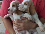 Çiftlikten Beagle Yavrular (Sdk)