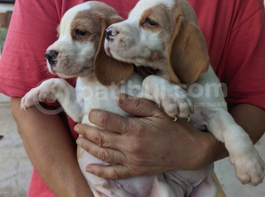 Çiftlikten Beagle Yavrular (Sdk) görsel