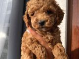 Ev Ortamında Büyüyen Toypoodle Bebeklerimiz