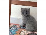 British Shorthair Yavrumuz 65 Günlük