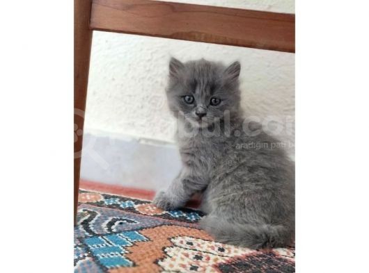 British Shorthair Yavrumuz 65 Günlük