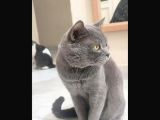 British Shorthair Yavrumuz 65 Günlük