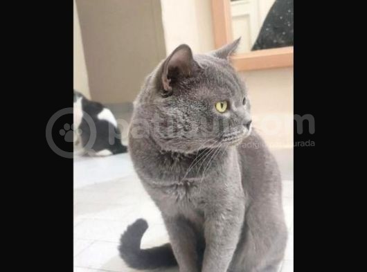British Shorthair Yavrumuz 65 Günlük görsel
