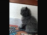 British Shorthair Yavrumuz 65 Günlük