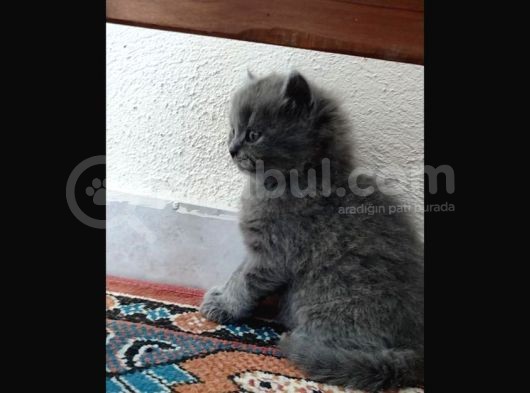 British Shorthair Yavrumuz 65 Günlük görsel