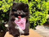 Safkan Teddy Bear Pomeranian Boo Yavrularımız