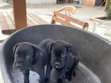 Çiftlikten Irk Garantili Cane Corso Yavrular
