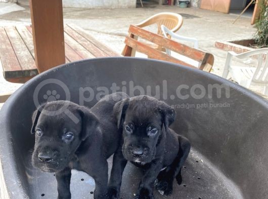 Çiftlikten Irk Garantili Cane Corso Yavrular görsel