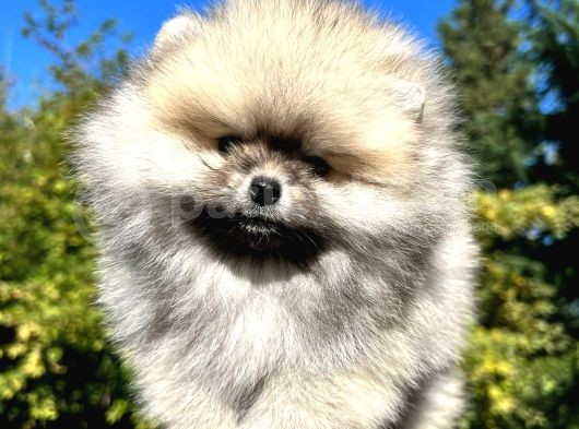 Si̇lver Di̇şi̇ Pomerani̇an görsel