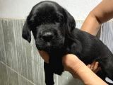 Çiftlikten Irk Garantili Cane Corso Yavrular
