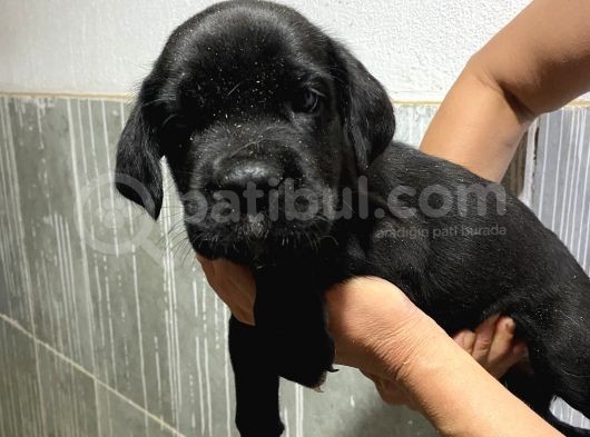 Çiftlikten Irk Garantili Cane Corso Yavrular görsel