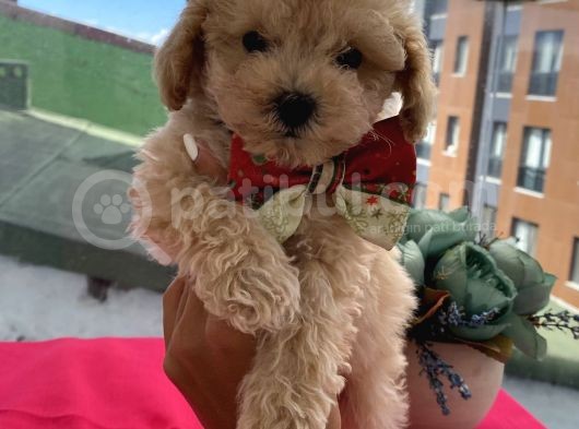 Sağlık Ve Irk Garantili Poodle Yavrular görsel
