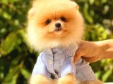 Krem Üst Kali̇te Pomerani̇an