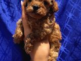 Teacup,Toy,Minyatür Poodle Yavrularımız