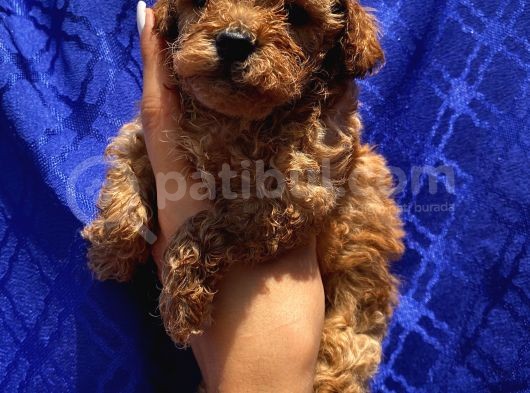 Teacup,Toy,Minyatür Poodle Yavrularımız görsel