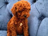 Oyuncak Peluş Tadında Toypoodle Bebekler