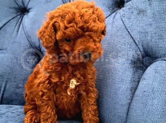 Oyuncak Peluş Tadında Toypoodle Bebekler görsel