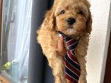 Sağlık Ve Irk Garantili Poodle Yavrular