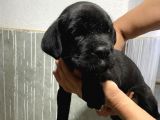 Çiftlikten Irk Garantili Cane Corso Yavrular