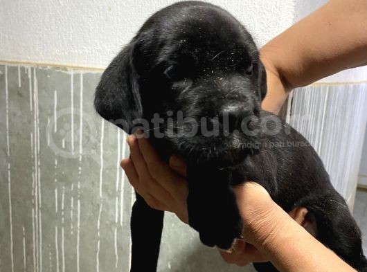 Çiftlikten Irk Garantili Cane Corso Yavrular görsel