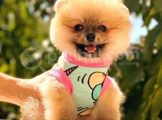 Orange Di̇şi̇ Pomerani̇an Boo görsel