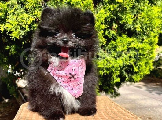 Safkan Teddy Bear Pomeranian Boo Yavrularımız görsel