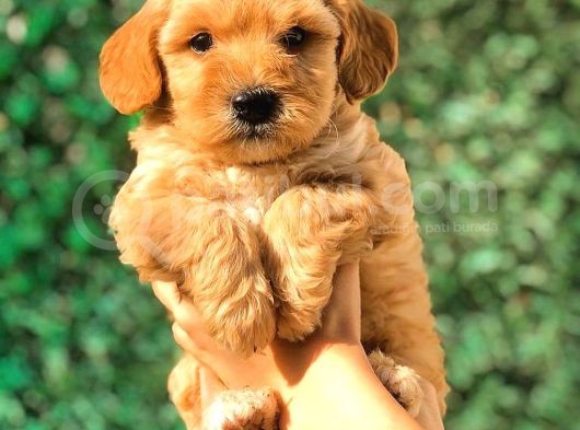 Teacup Malti̇po Yavrumuz