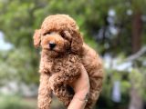 Sağlik Garanti̇li̇ Toy Poodle Yavrular