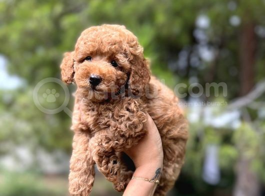 Sağlik Garanti̇li̇ Toy Poodle Yavrular görsel