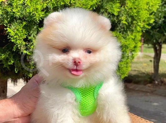 Safkan Teddy Bear Pomeranian Boo Yavrularımız görsel