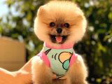 Orange Di̇şi̇ Pomerani̇an Boo