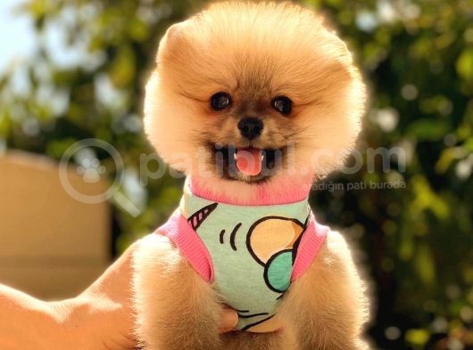 Orange Di̇şi̇ Pomerani̇an Boo