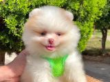 Safkan Teddy Bear Pomeranian Boo Yavrularımız