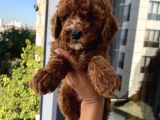 Safkan Ve Korekan Toypoodle Yavrular