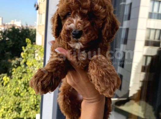 Safkan Ve Korekan Toypoodle Yavrular görsel