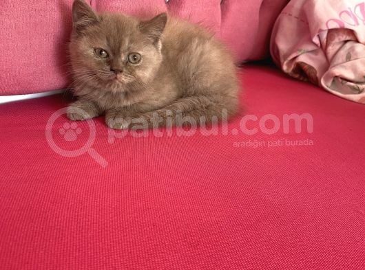 Ayıcık Yüzlü Dişi görsel