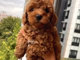 Ev Doğumlu Toypoodle Bebekler