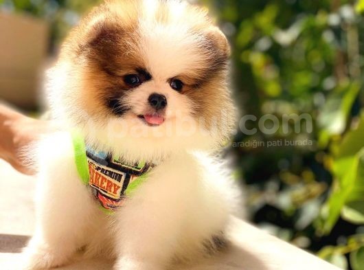 Party Colour Üst Kali̇te Pomerani̇an görsel