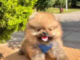 Safkan Sevimli Teddy Bear Pofuduk Tüylü Pomeranian Boo