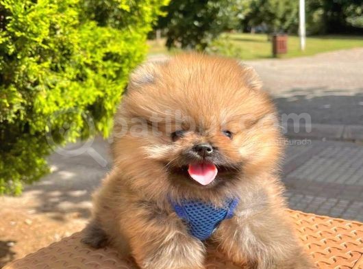 Safkan Sevimli Teddy Bear Pofuduk Tüylü Pomeranian Boo görsel