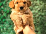 Teacup Malti̇po Yavrumuz