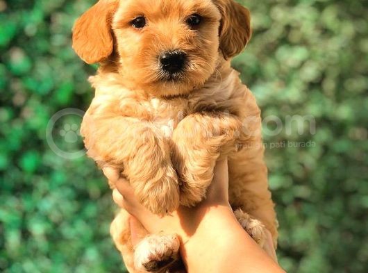 Teacup Malti̇po Yavrumuz görsel