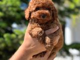 Red Toy Poodle Yavrular