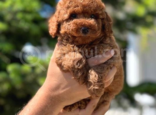 Red Toy Poodle Yavrular