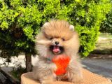 Safkan Teddy Bear Pomeranian Boo Yavrularımız
